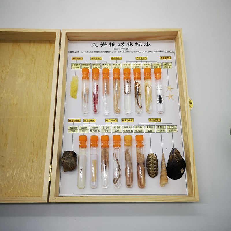 中小学标本