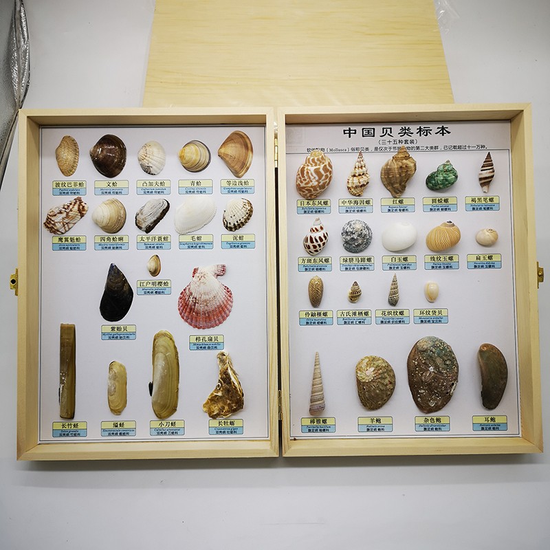 中小学标本