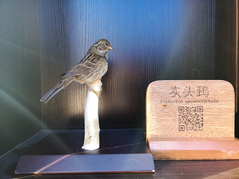剥制标本
