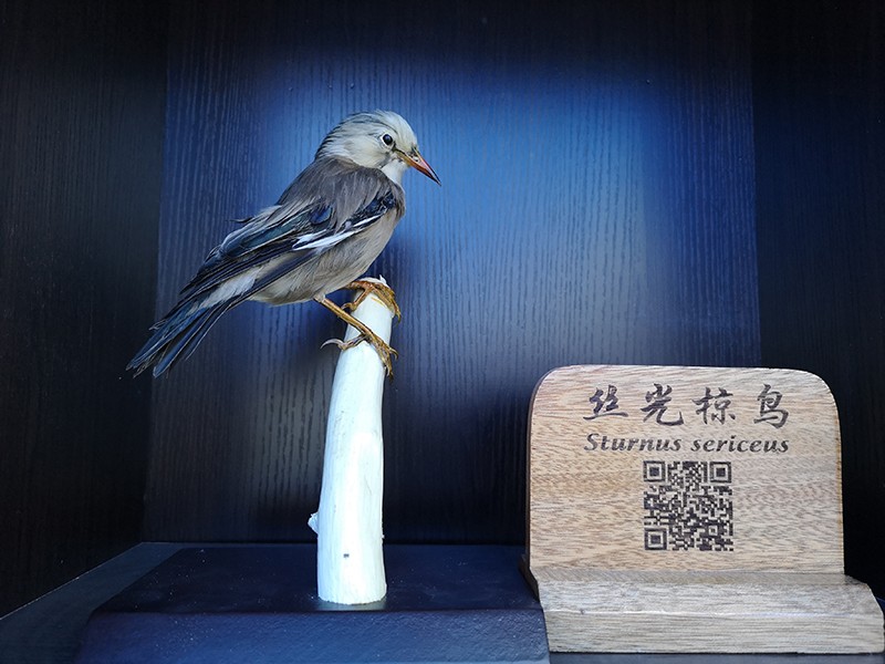 剥制标本
