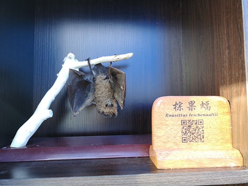 剥制标本