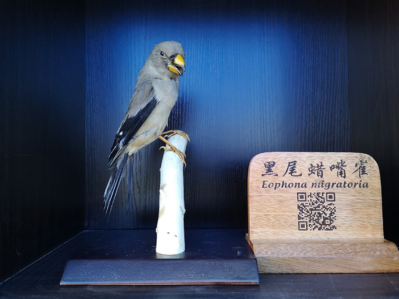 剥制标本
