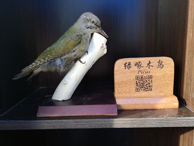 剥制标本