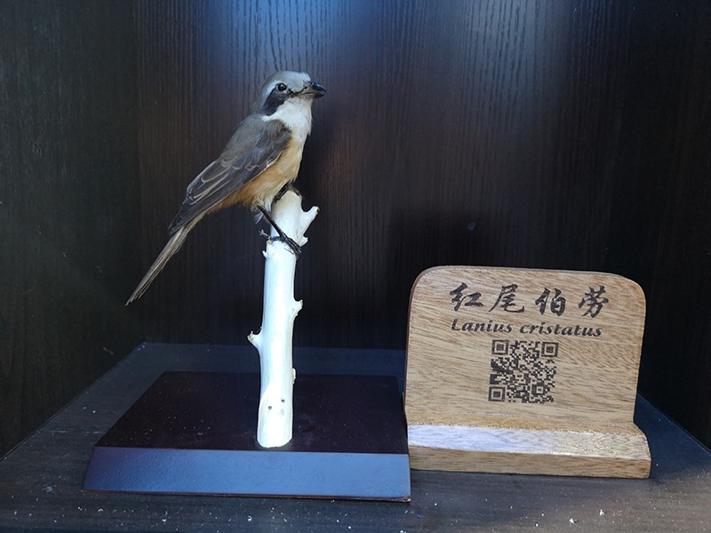 剥制标本