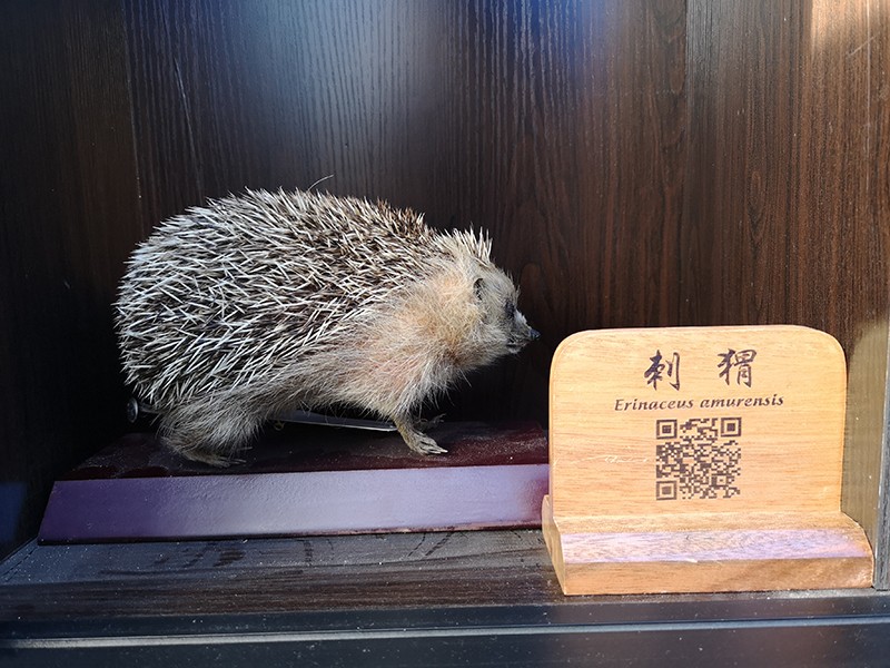 剥制标本