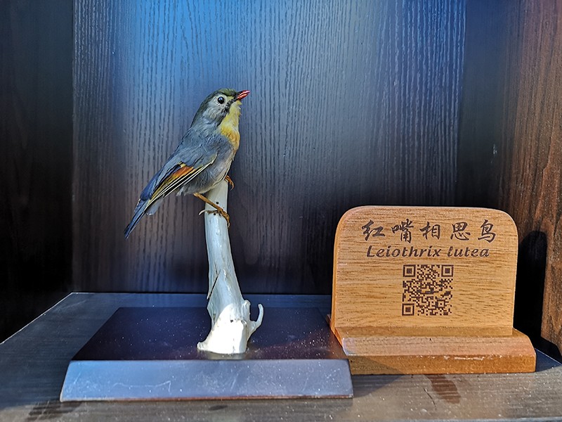 剥制标本