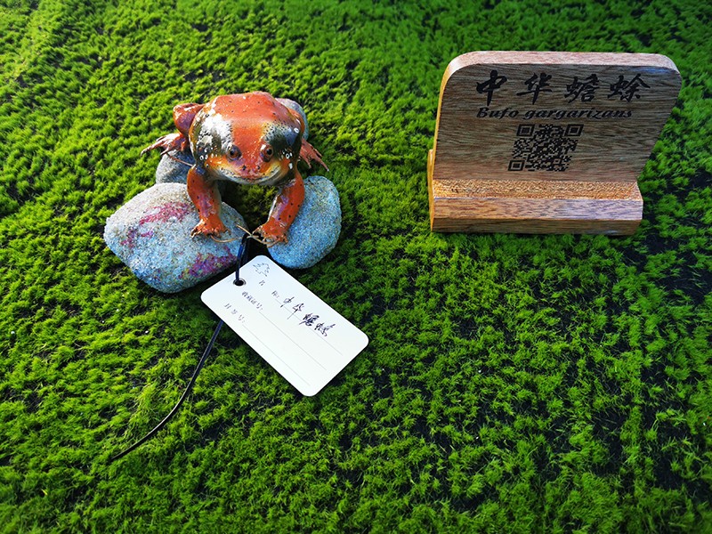 剥制标本