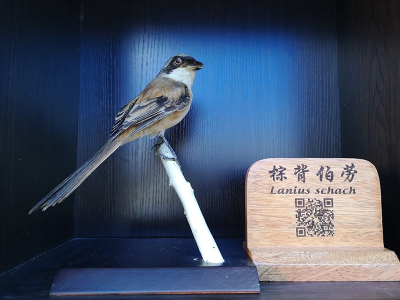 剥制标本
