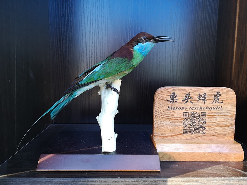 剥制标本