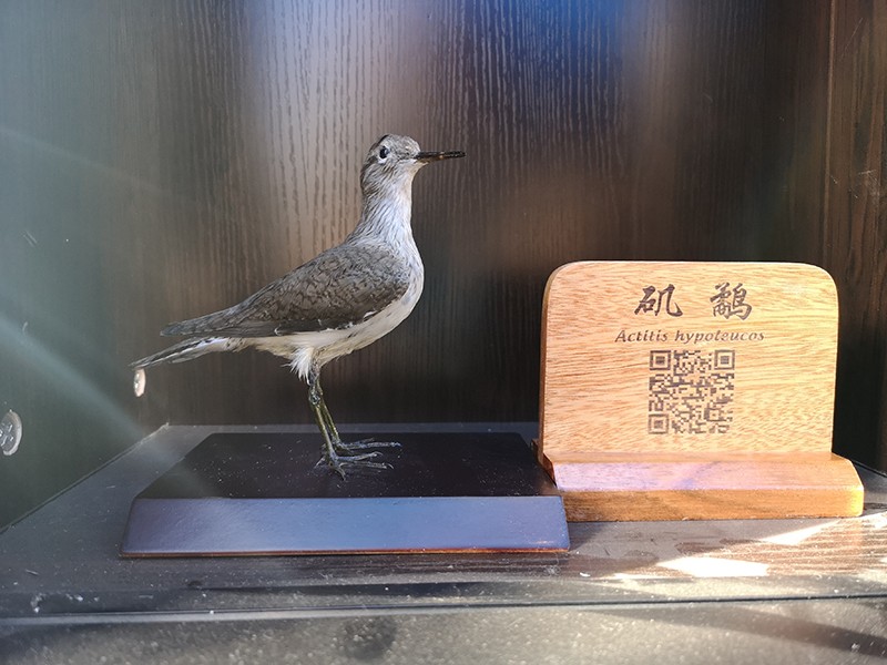 剥制标本