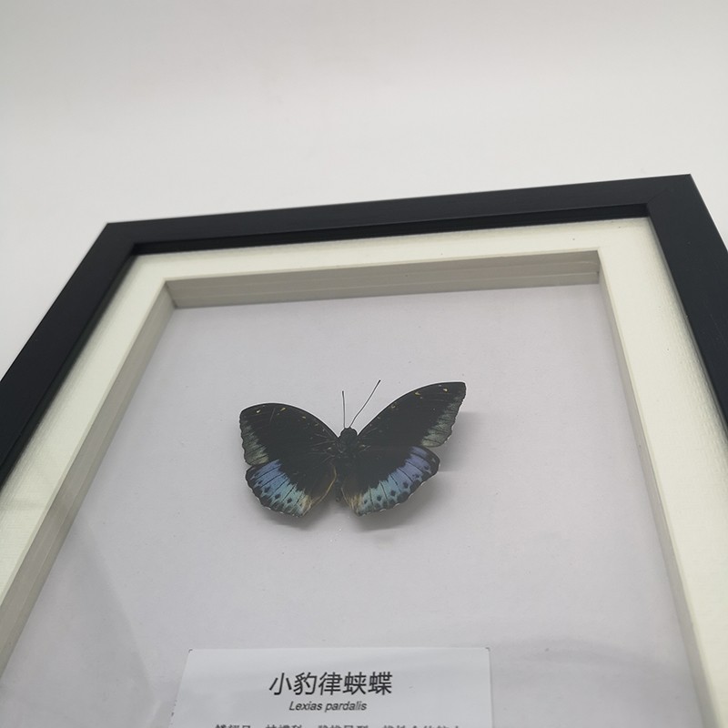 蝴蝶标本