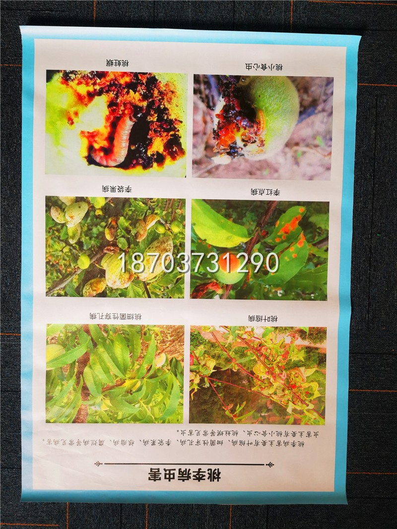 挂图