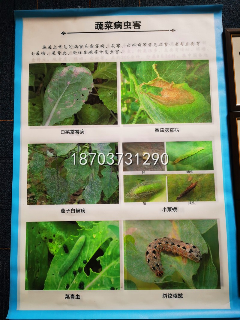 挂图