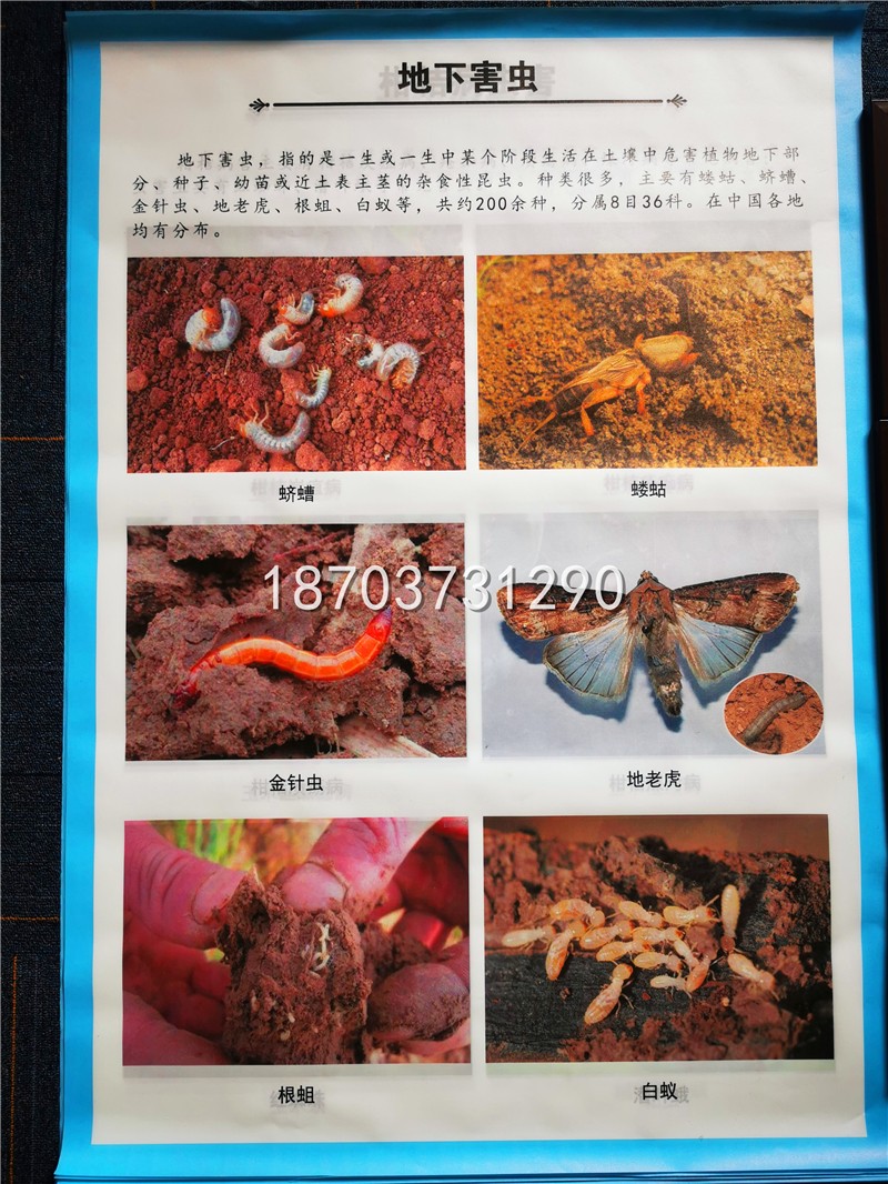 挂图