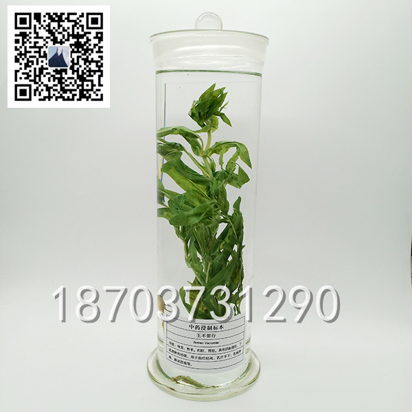 中草药浸制标本