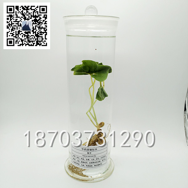 中草药标本 (5)