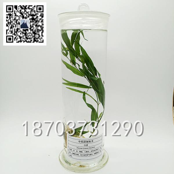中草药标本 (10)