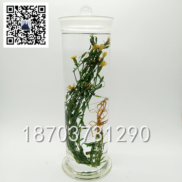 中草药标本 (13)