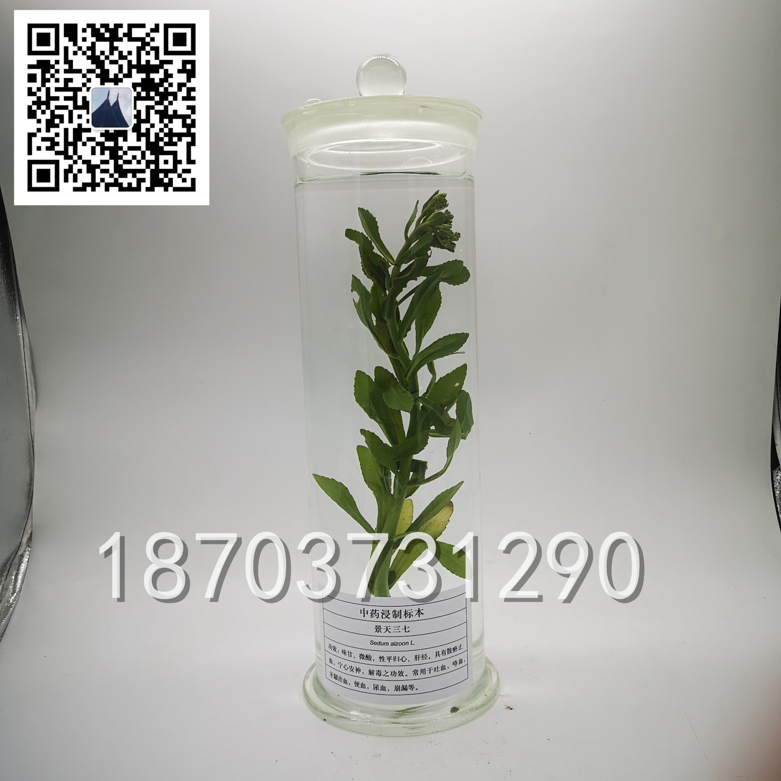中草药标本 (17)