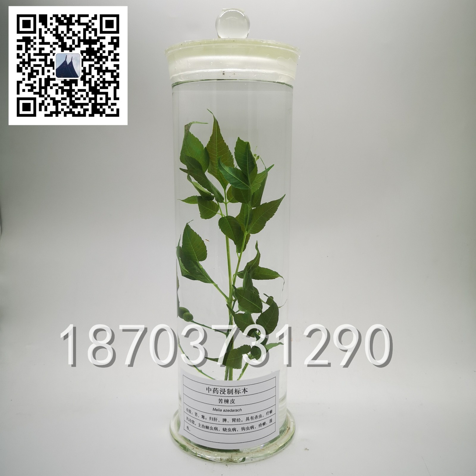 中草药标本 (19)