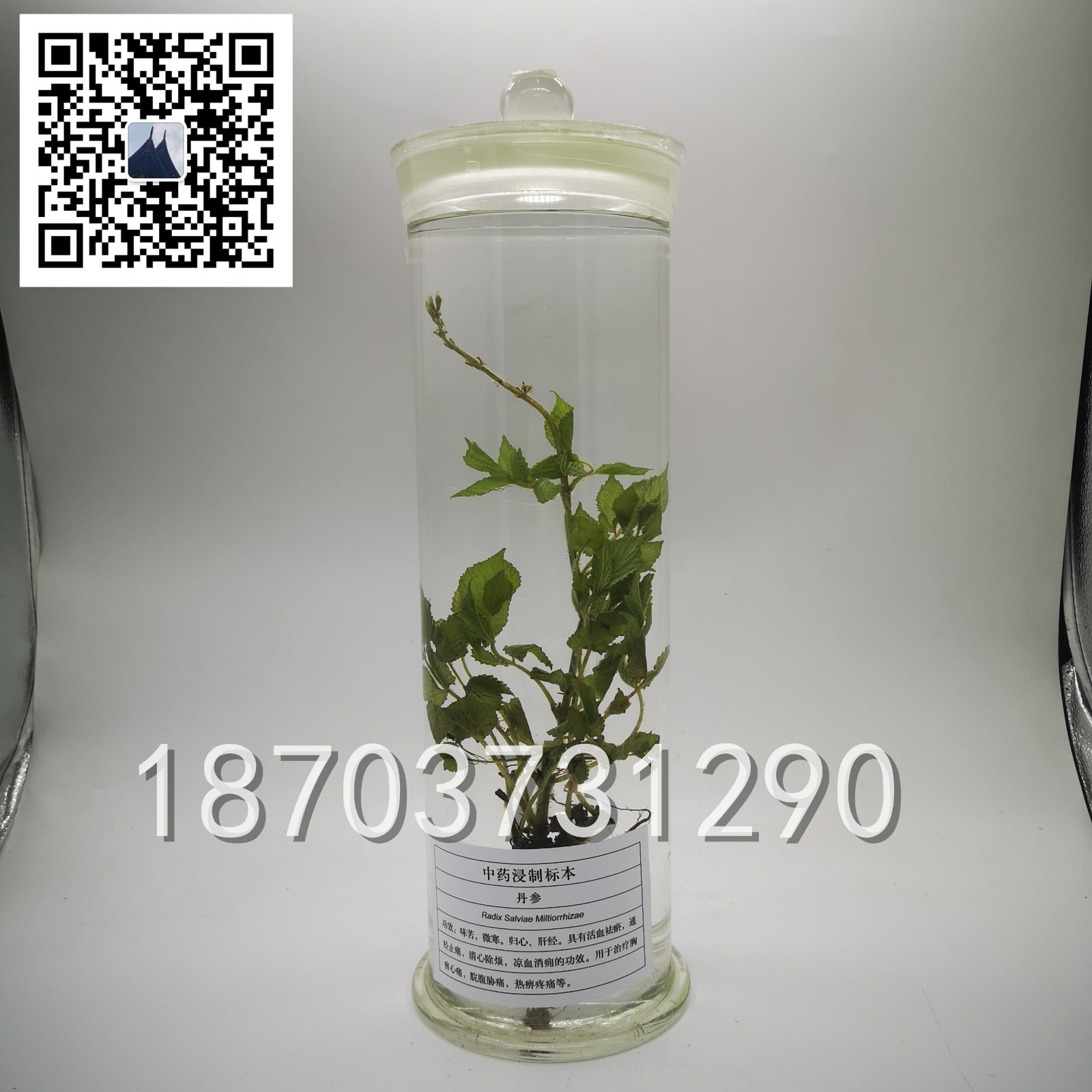 中草药标本 (20)
