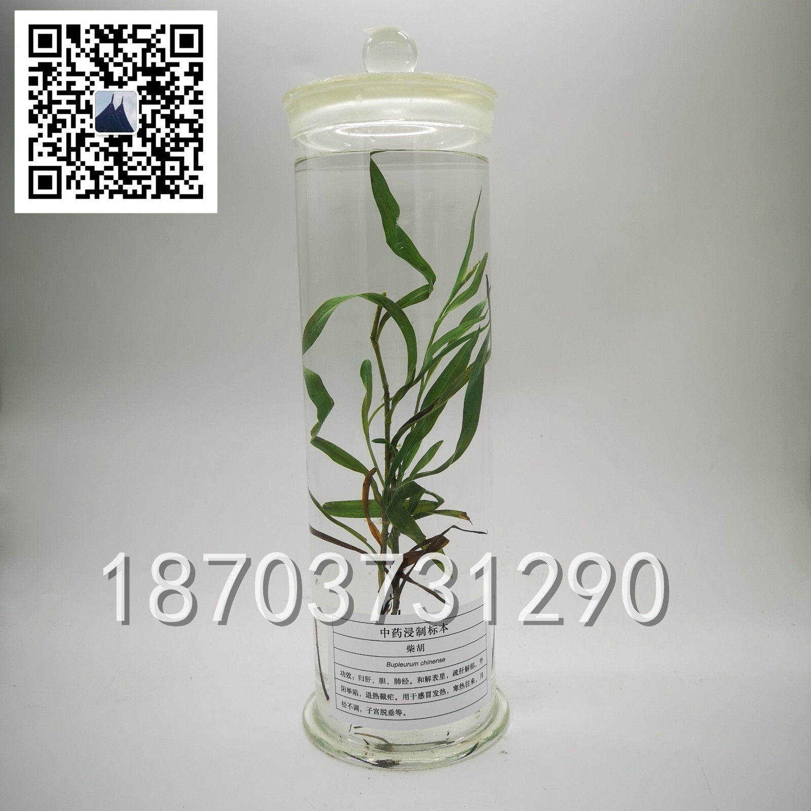 中草药标本 (21)