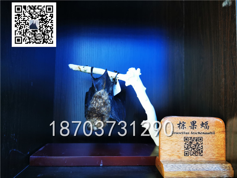 动物剥制标本 (5)