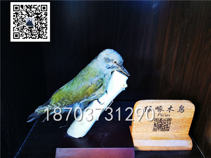 动物剥制标本 (9)