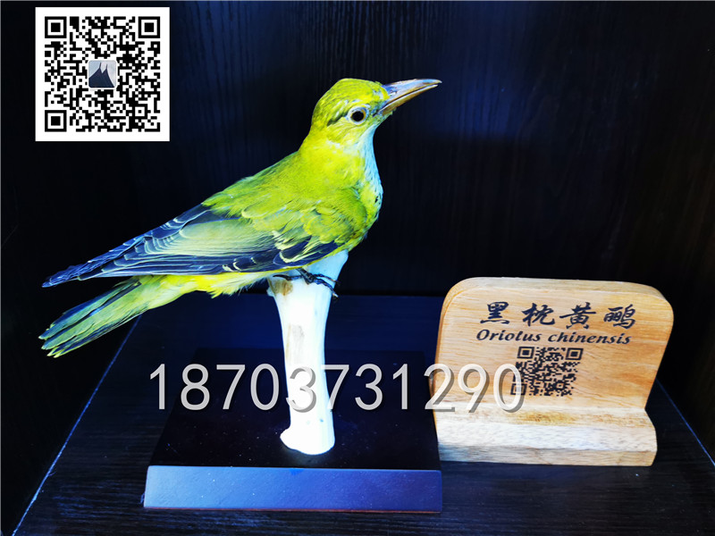 动物剥制标本 (14)
