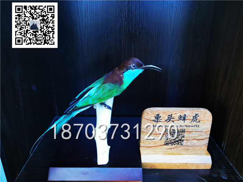 动物剥制标本 (15)