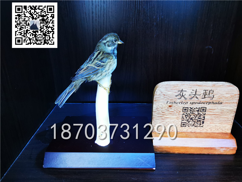 动物剥制标本 (16)