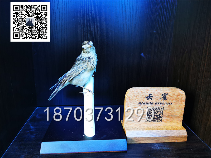 动物剥制标本 (17)