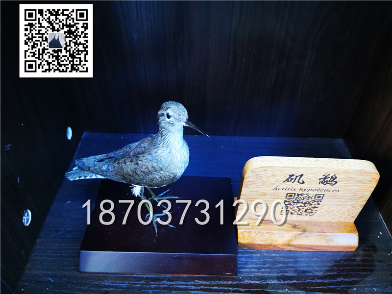 动物剥制标本 (19)