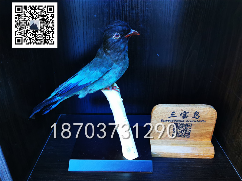 动物剥制标本 (23)
