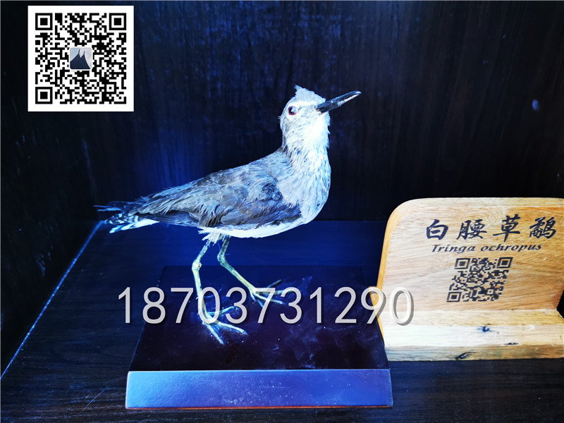 动物剥制标本 (24)