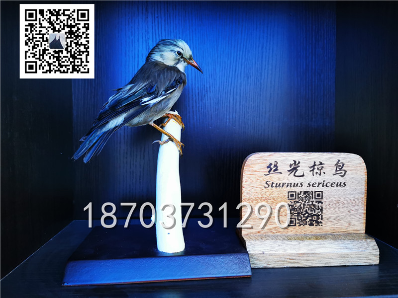 动物剥制标本 (28)