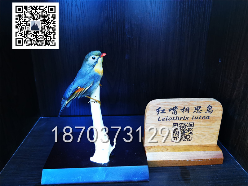 动物剥制标本 (31)