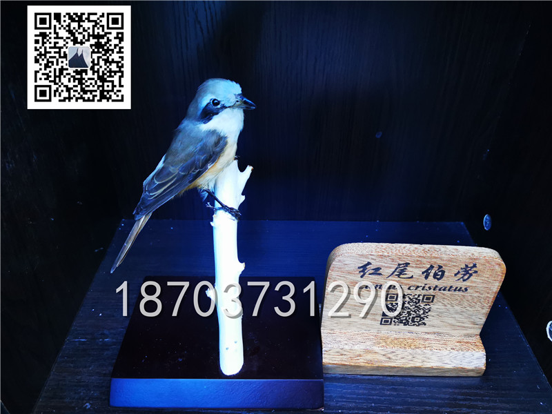 动物剥制标本 (33)