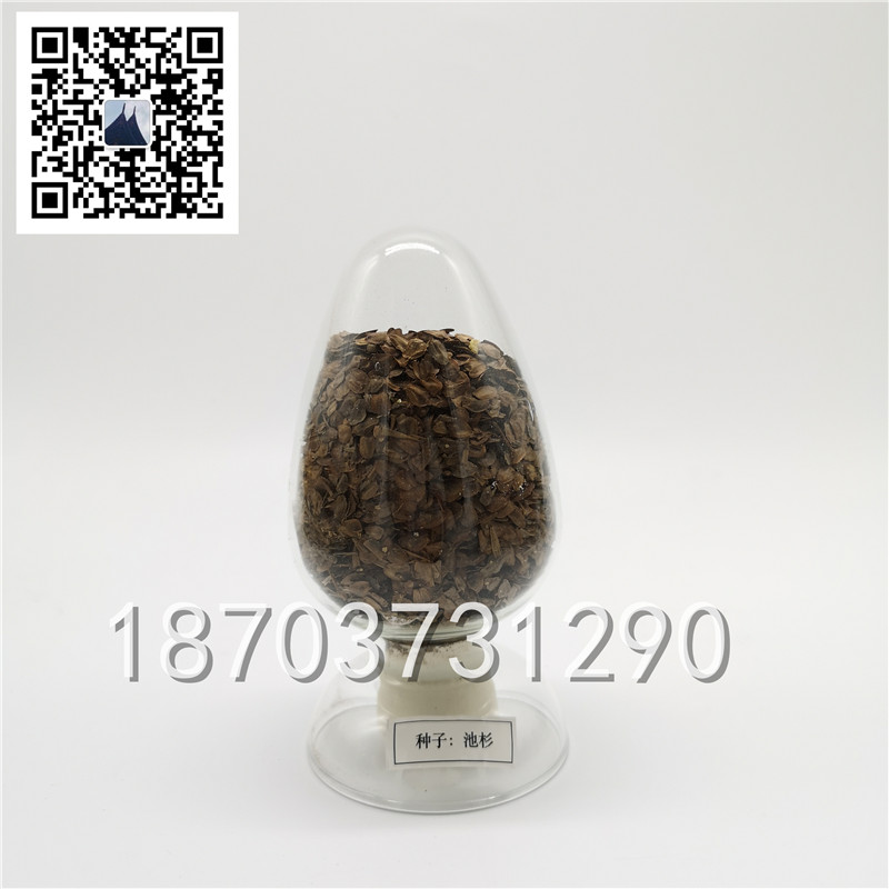 种子标本 (2)
