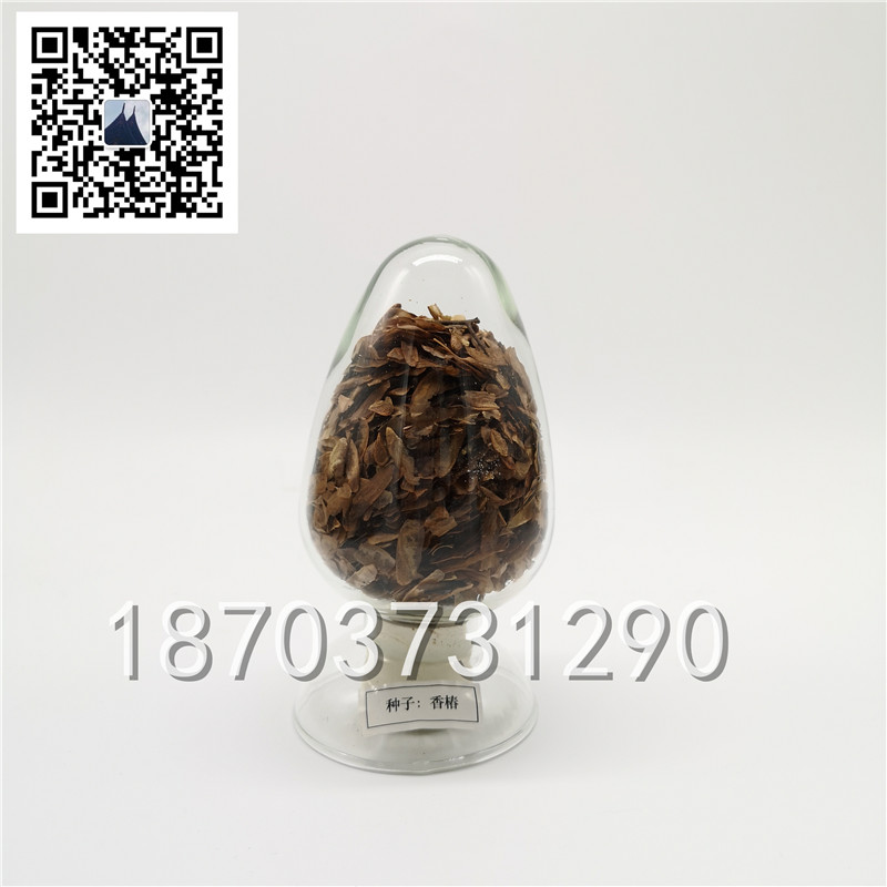 种子标本 (3)