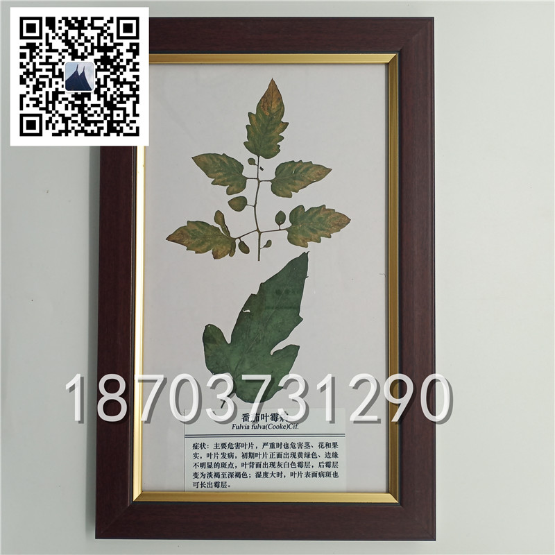 植物病害虫害标本 (2)