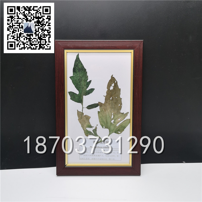 植物病害虫害标本 (7)