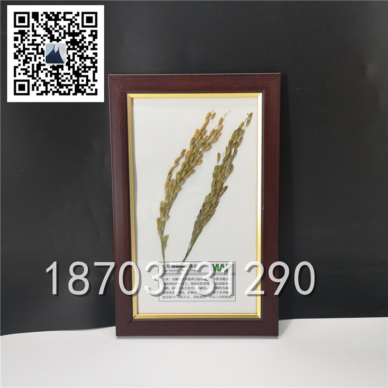 植物病害虫害标本 
