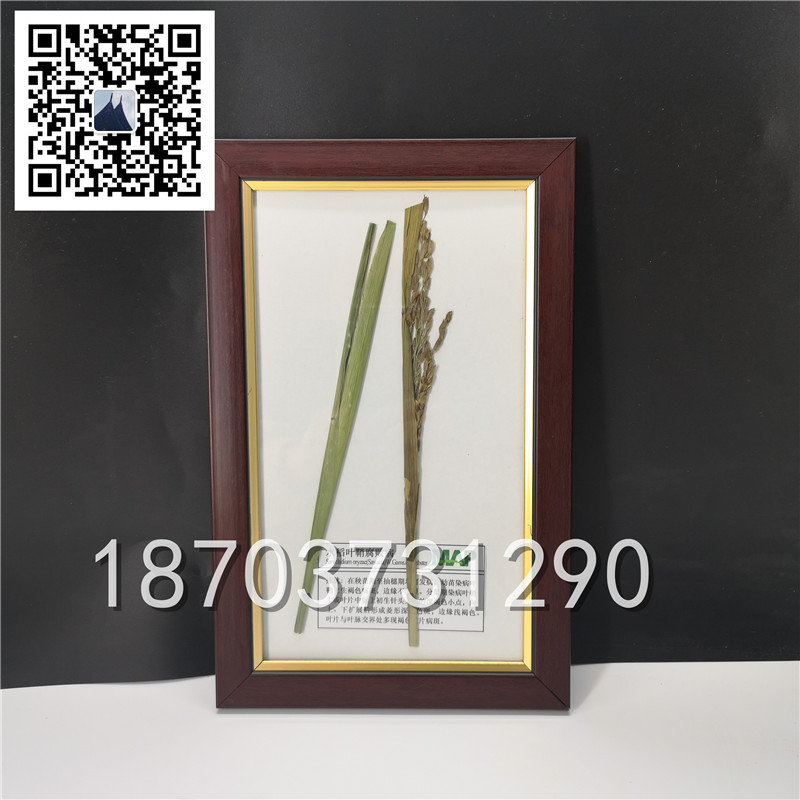植物病害虫害标本 (10)