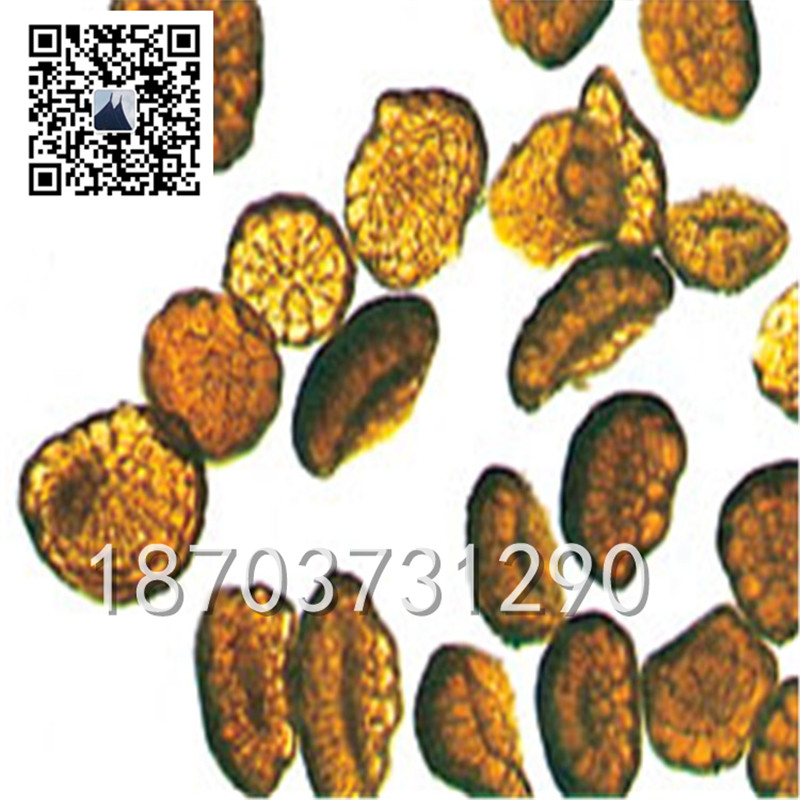 合欢锈病菌装片